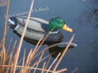01 Canard.jpg